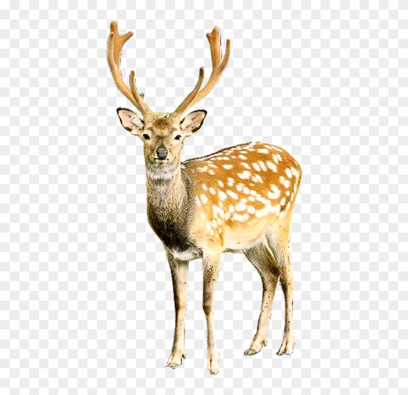 Detail Transparent Deer Nomer 5