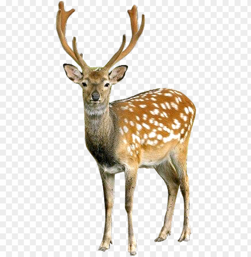 Detail Transparent Deer Nomer 6