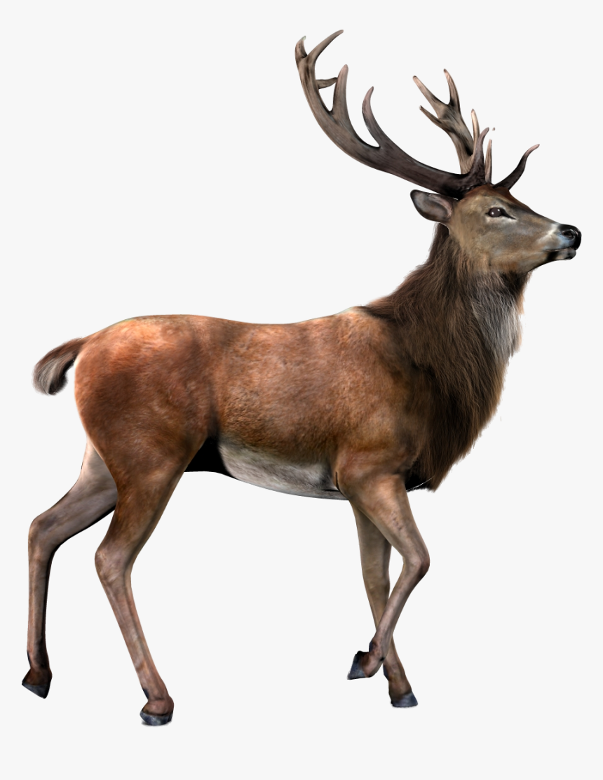 Detail Transparent Deer Nomer 7