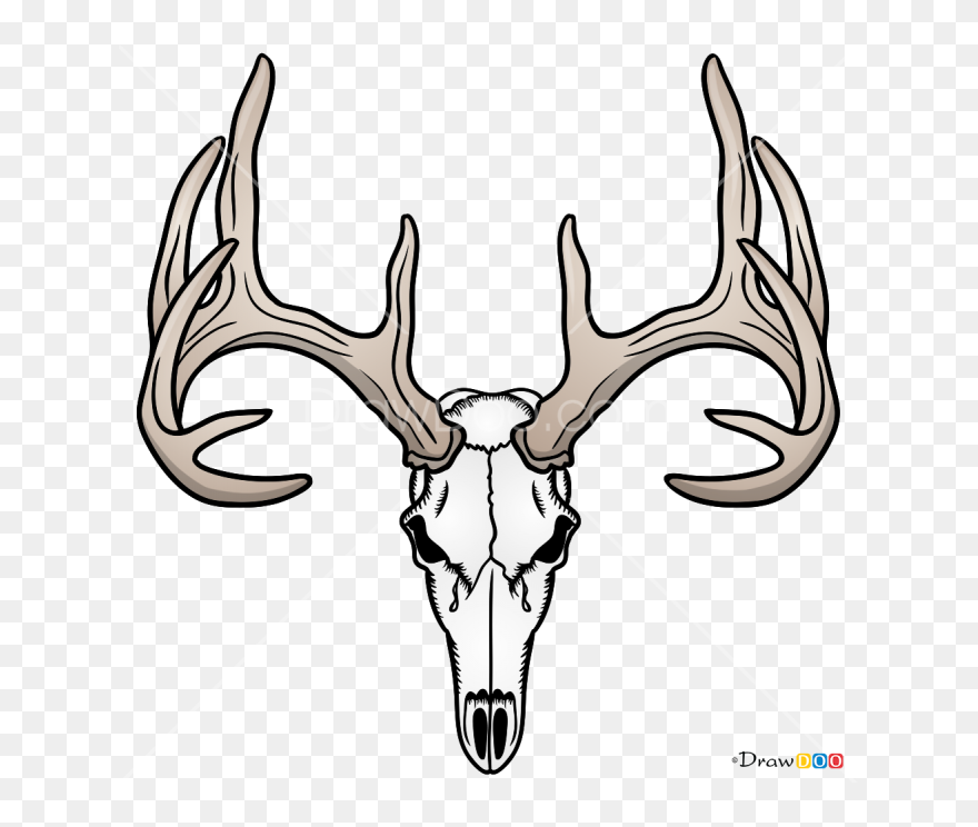 Detail Transparent Deer Skull Clipart Nomer 16