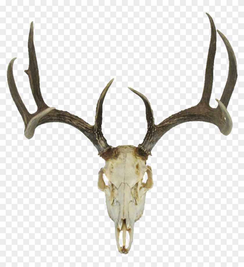 Detail Transparent Deer Skull Clipart Nomer 20