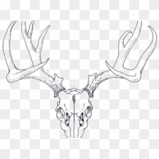 Detail Transparent Deer Skull Clipart Nomer 35