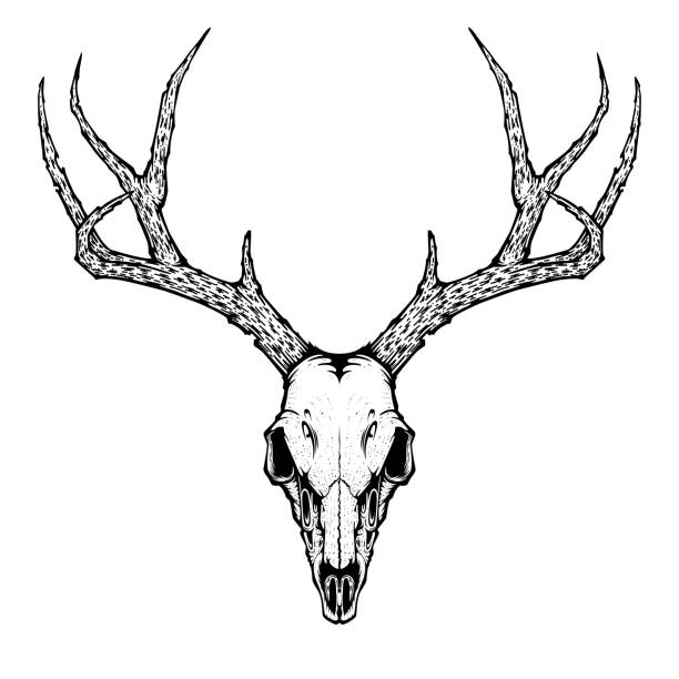 Detail Transparent Deer Skull Clipart Nomer 36