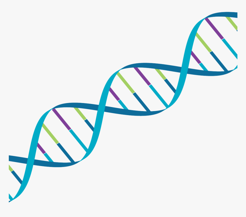 Detail Transparent Dna Nomer 12