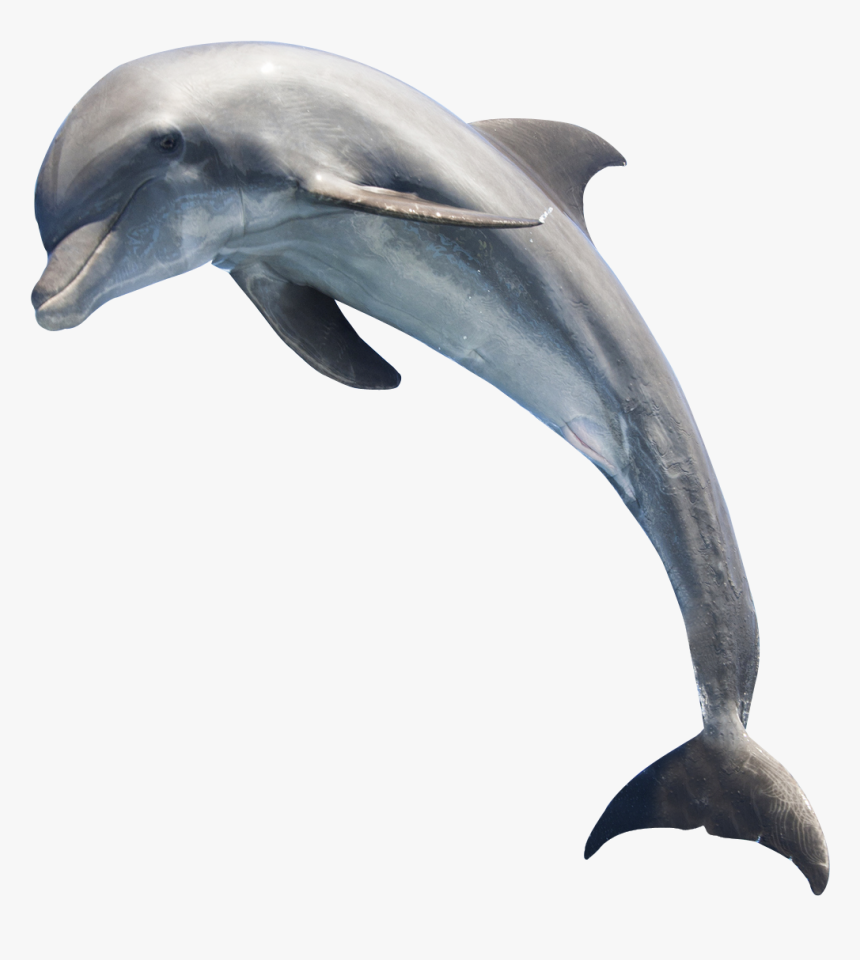 Transparent Dolphin - KibrisPDR