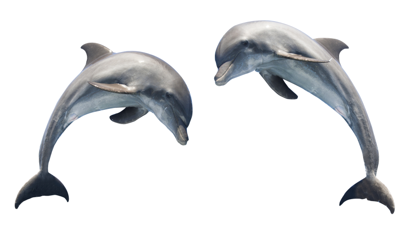 Detail Transparent Dolphin Nomer 14