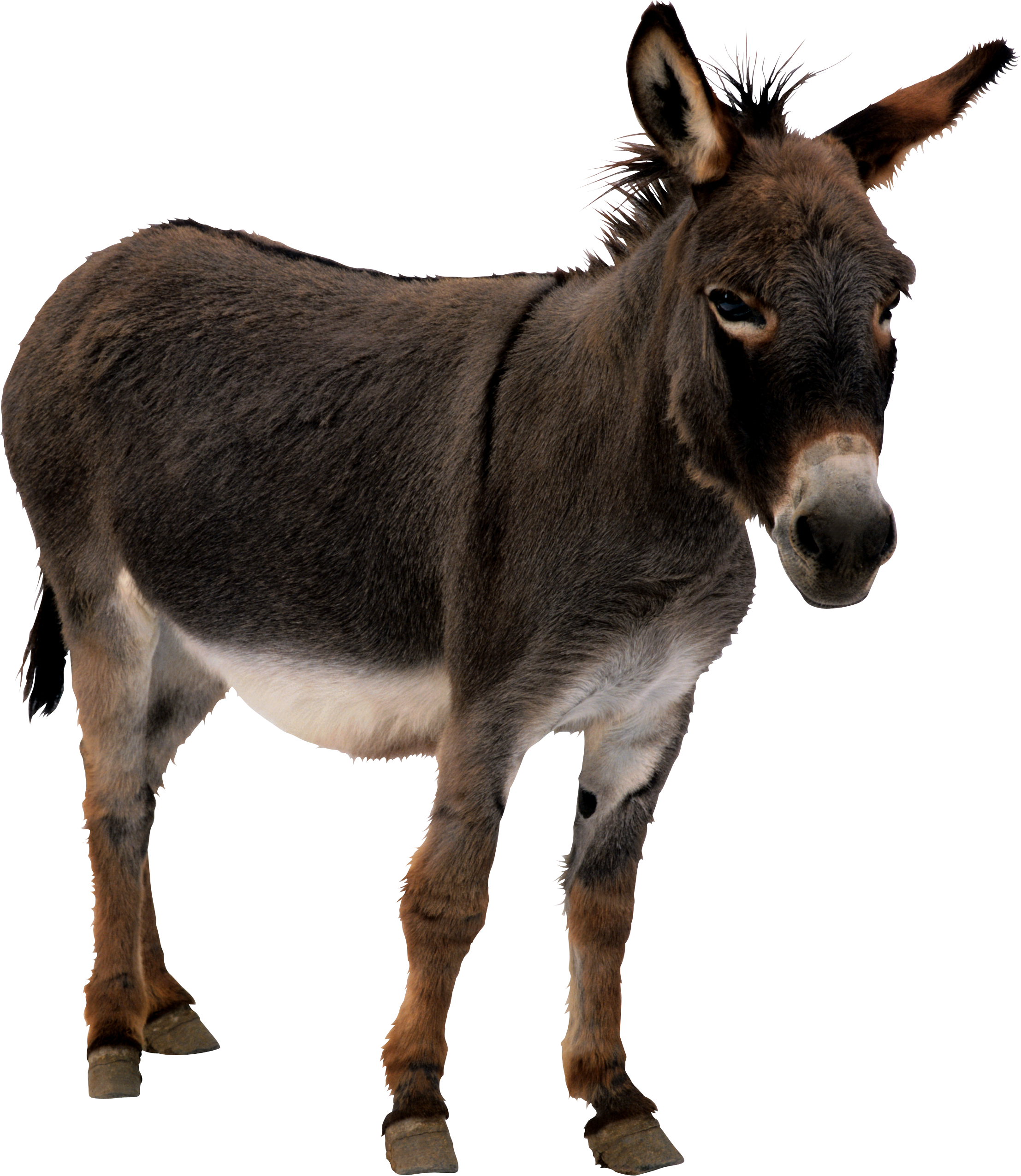 Download Transparent Donkey Nomer 14