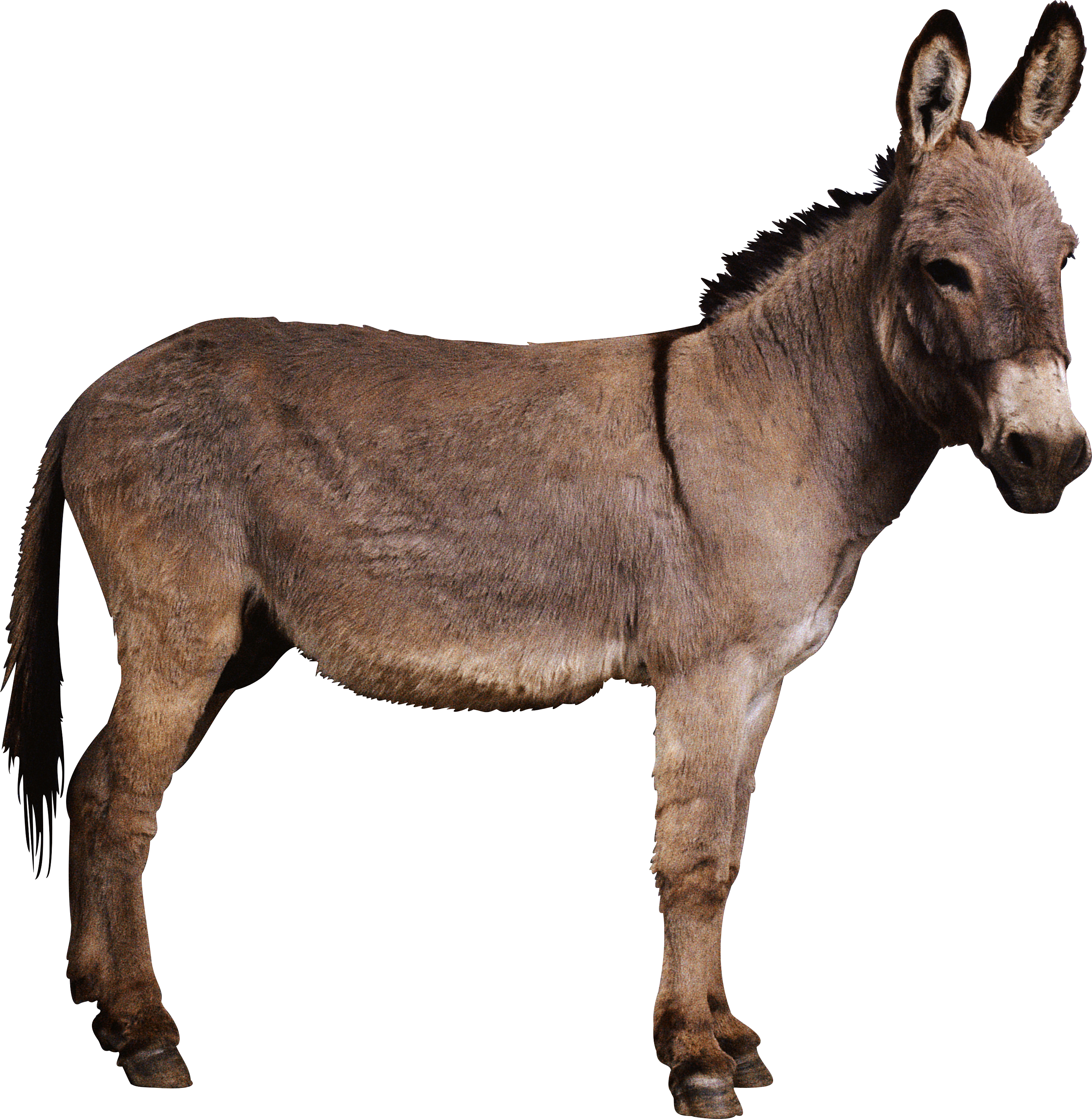Detail Transparent Donkey Nomer 16