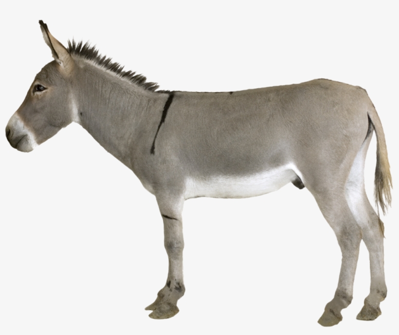 Detail Transparent Donkey Nomer 29