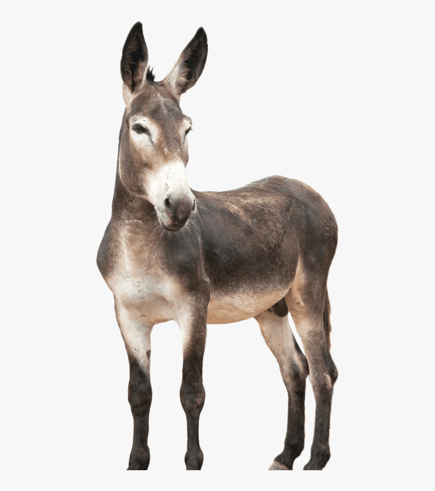 Download Transparent Donkey Nomer 31