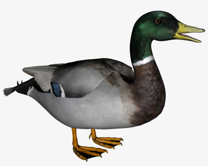 Transparent Duck - KibrisPDR