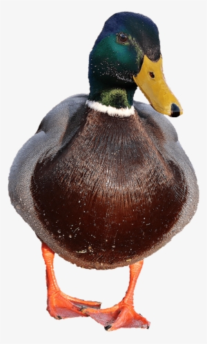 Detail Transparent Duck Nomer 48