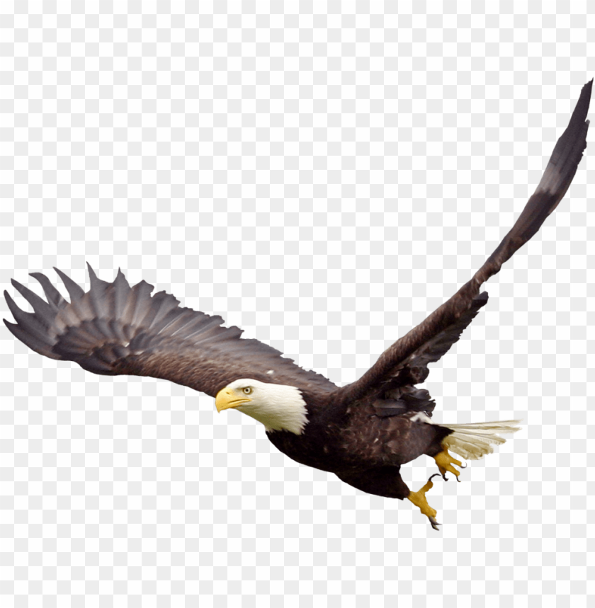 Detail Transparent Eagle Nomer 7