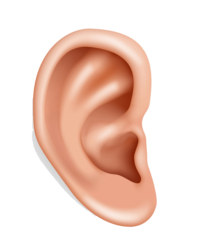 Transparent Ear - KibrisPDR