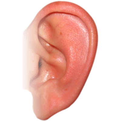 Detail Transparent Ear Nomer 10