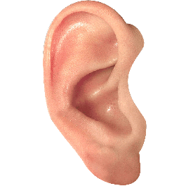 Detail Transparent Ear Nomer 15
