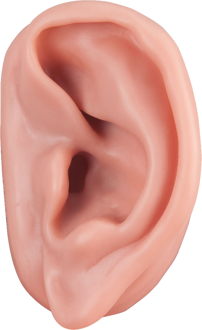 Detail Transparent Ear Nomer 22