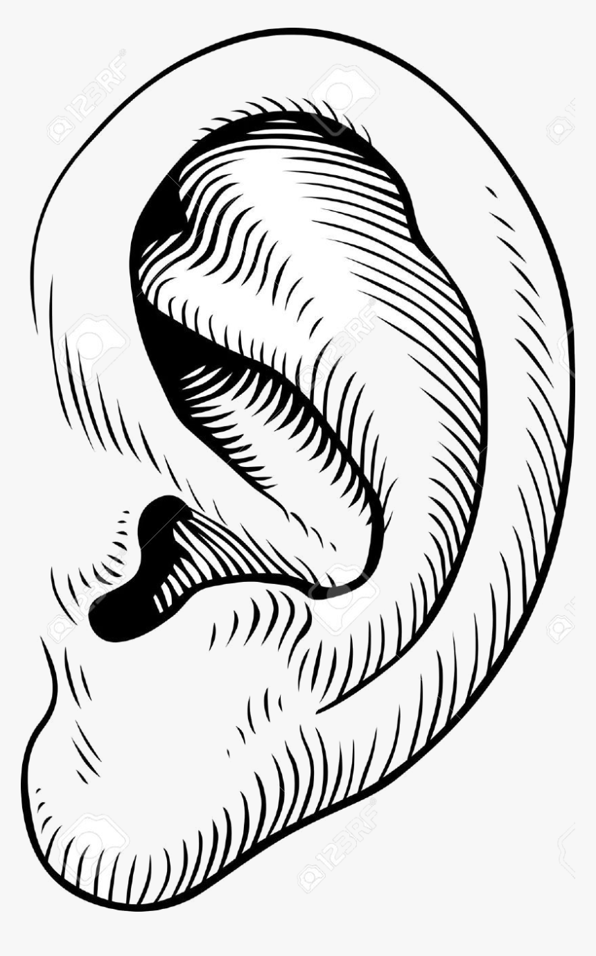 Detail Transparent Ear Nomer 29