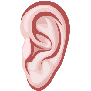 Detail Transparent Ear Nomer 40