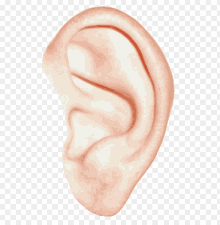 Detail Transparent Ear Nomer 7