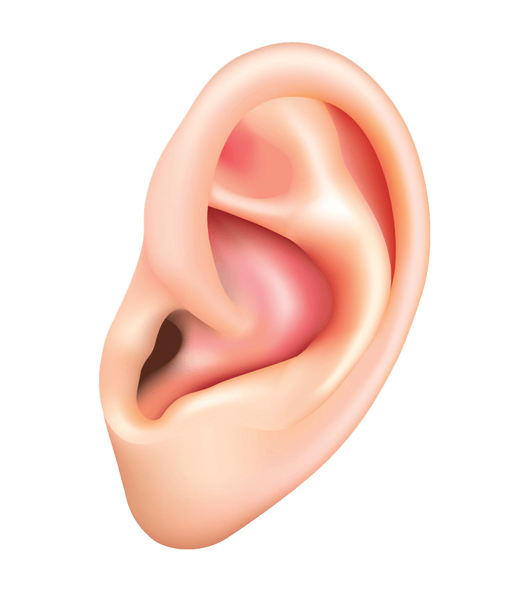 Detail Transparent Ear Nomer 8