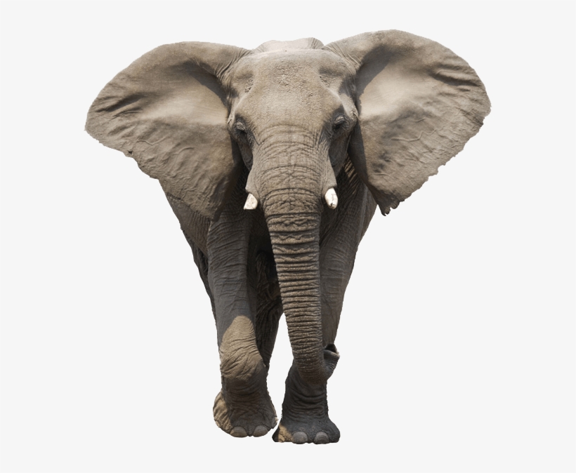 Transparent Elephant - KibrisPDR