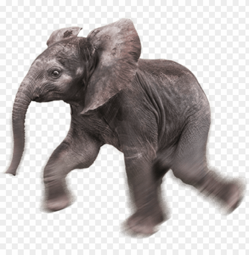 Detail Transparent Elephant Nomer 30