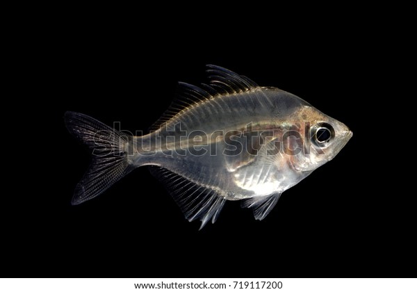Detail Transparent Fish Nomer 48