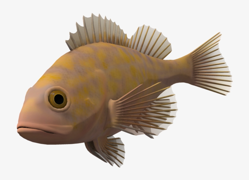 Detail Transparent Fish Image Nomer 17
