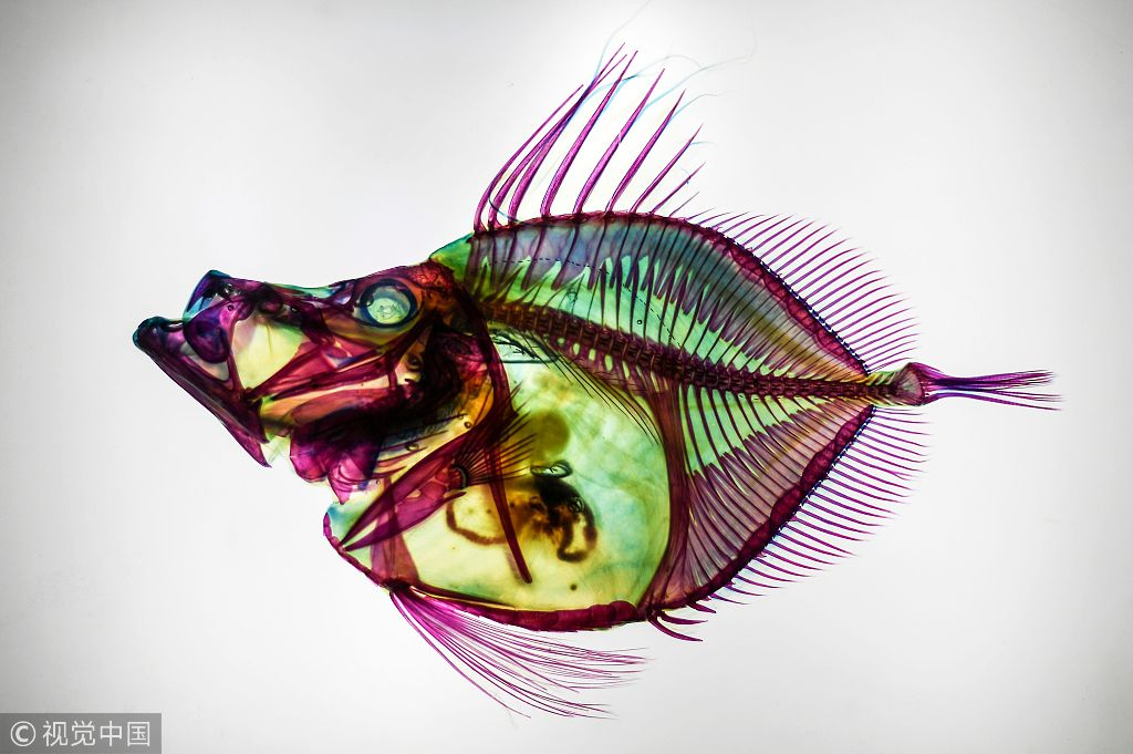 Detail Transparent Fish Image Nomer 33