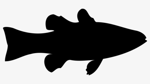 Detail Transparent Fish Image Nomer 42