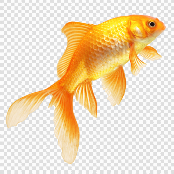 Detail Transparent Fish Png Nomer 3