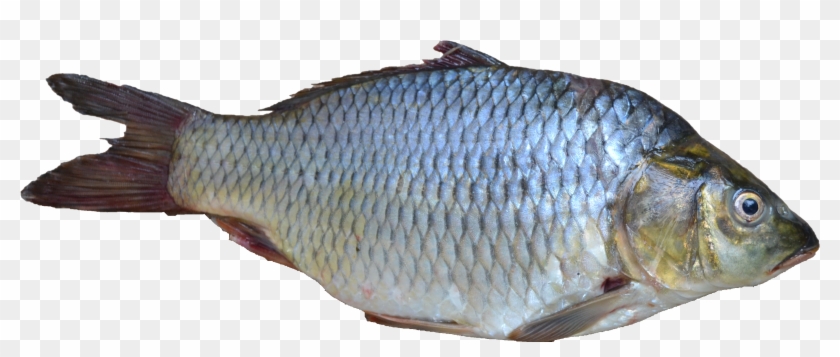 Detail Transparent Fish Png Nomer 4