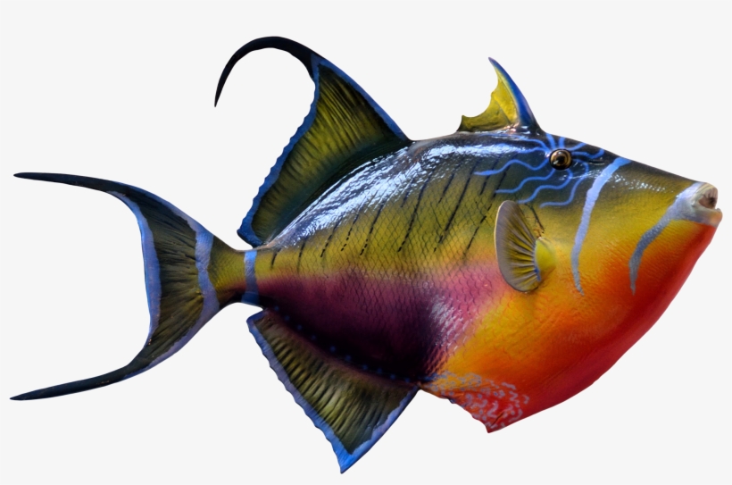 Detail Transparent Fish Png Nomer 43