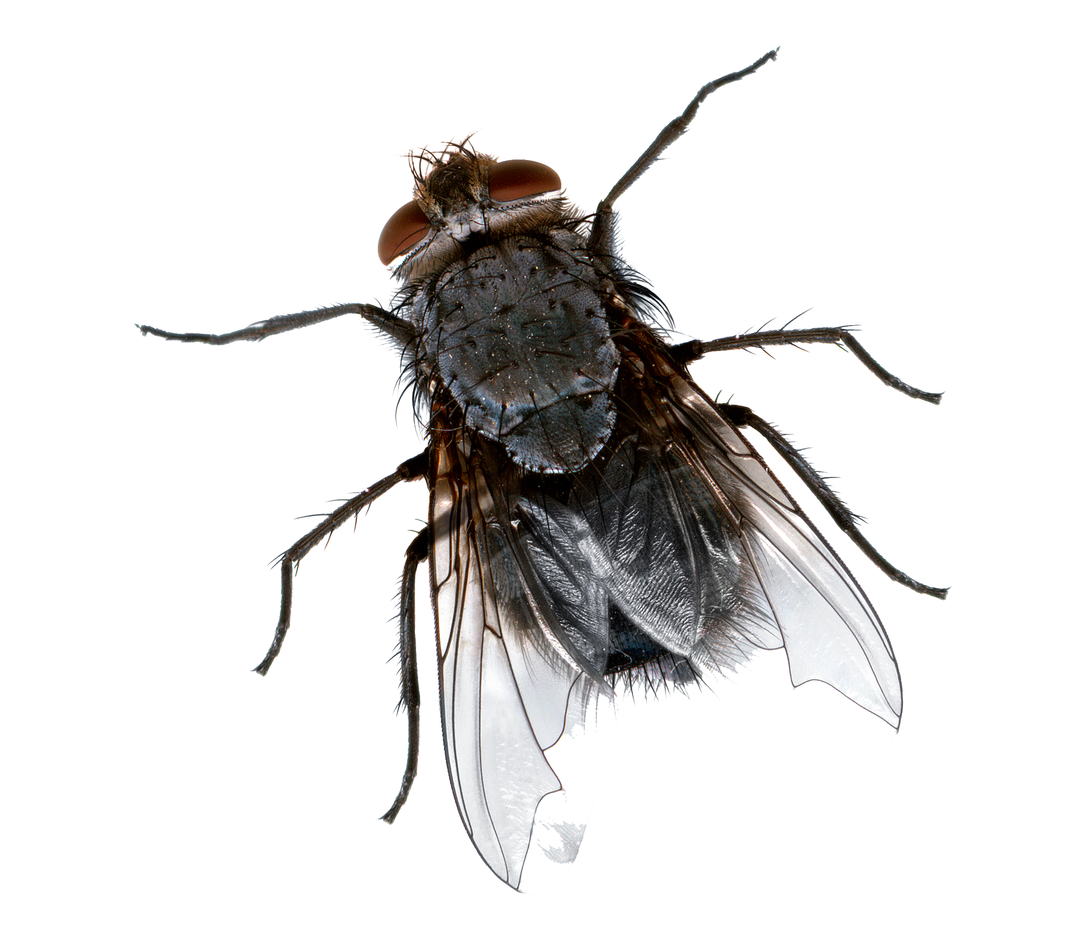 Detail Transparent Fly Nomer 10