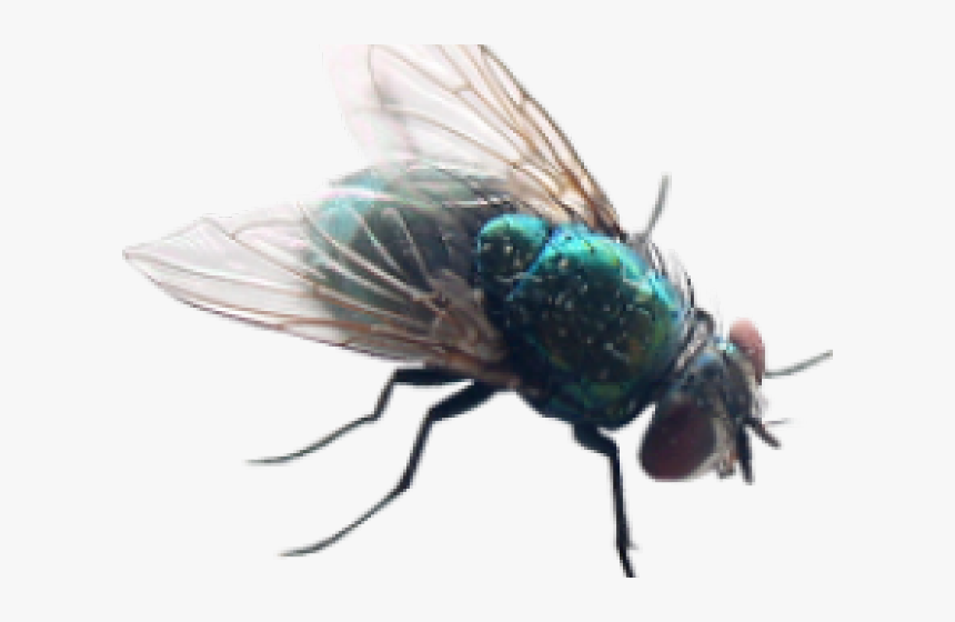 Detail Transparent Fly Nomer 2