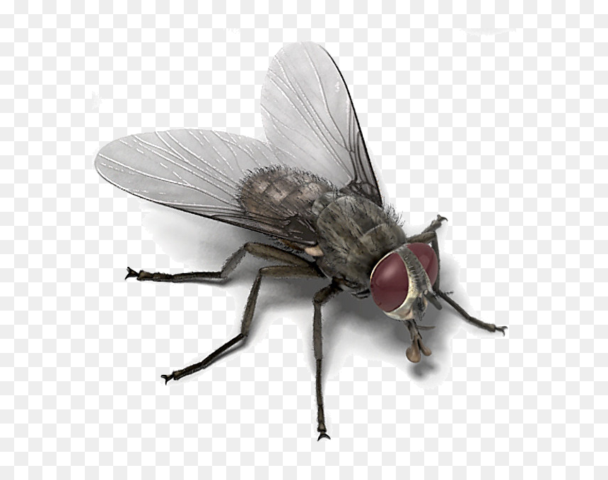 Detail Transparent Fly Nomer 17