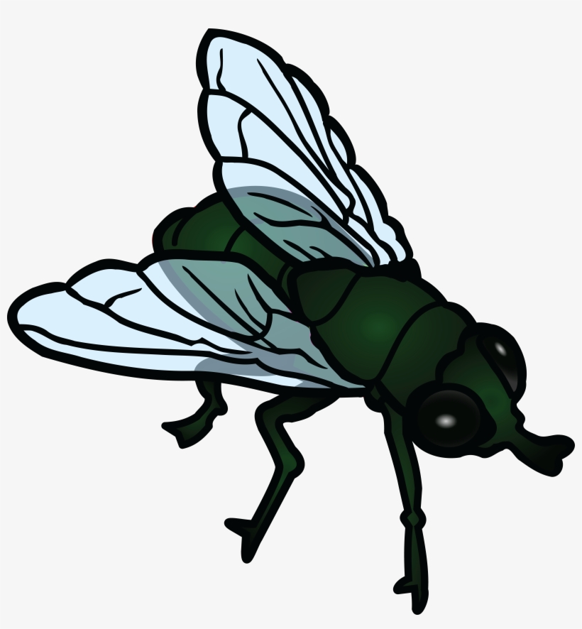 Detail Transparent Fly Nomer 24