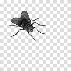 Detail Transparent Fly Nomer 3