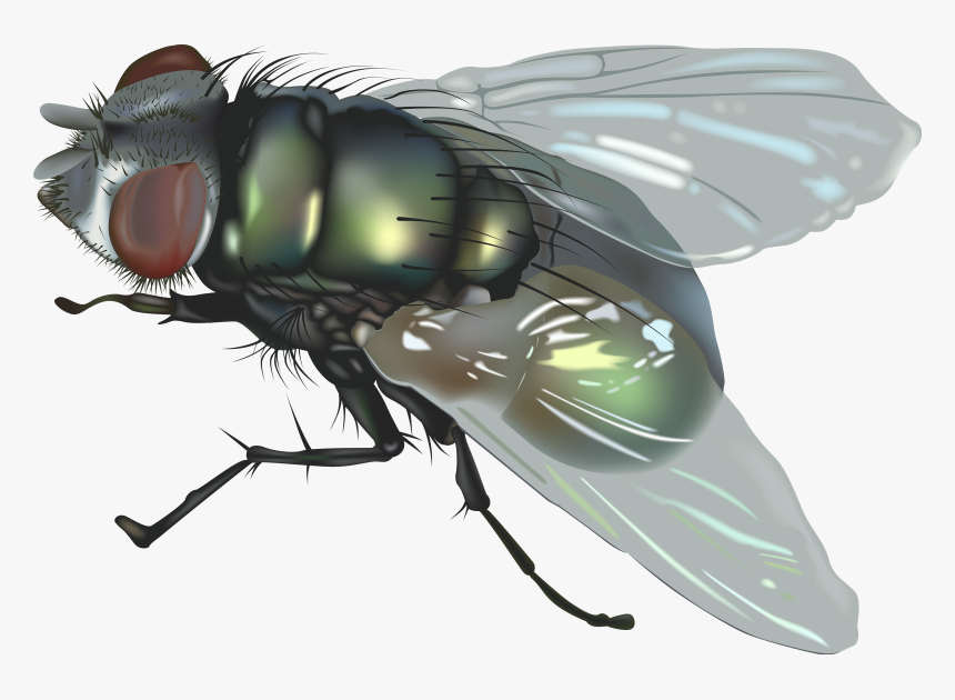 Detail Transparent Fly Nomer 25