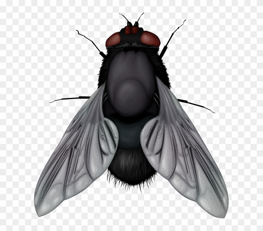 Detail Transparent Fly Nomer 26
