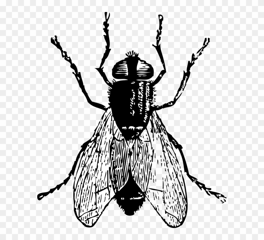 Detail Transparent Fly Nomer 29