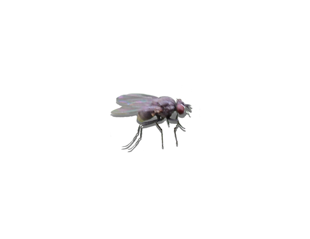 Detail Transparent Fly Nomer 38