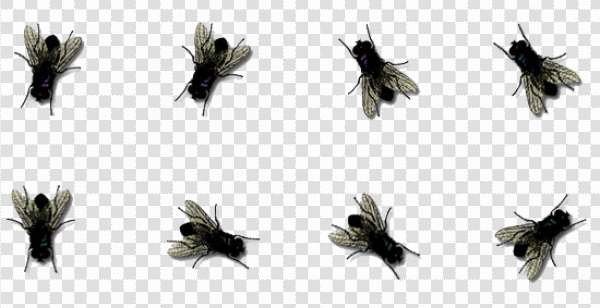 Detail Transparent Fly Nomer 39