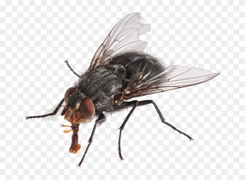 Detail Transparent Fly Nomer 5
