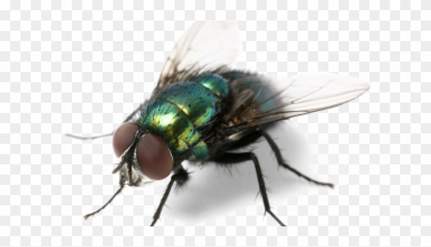 Detail Transparent Fly Nomer 6