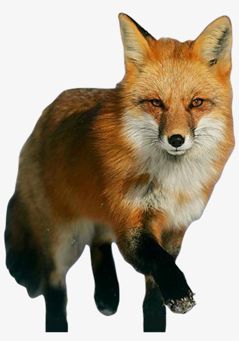 Detail Transparent Fox Nomer 2