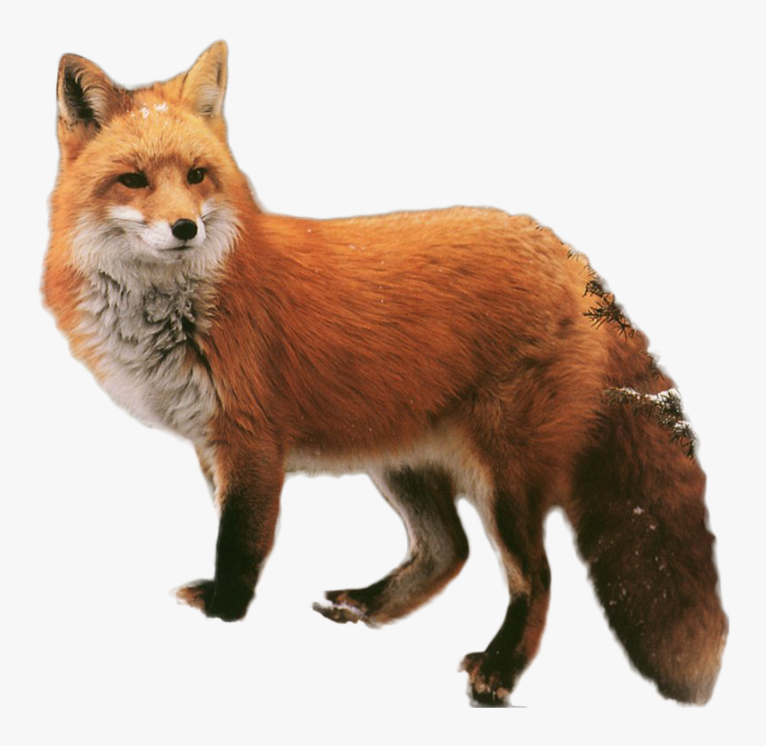 Detail Transparent Fox Nomer 11