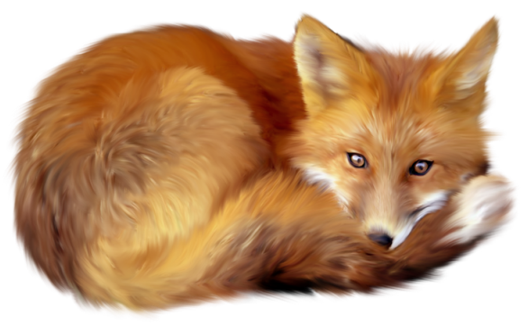 Detail Transparent Fox Nomer 12
