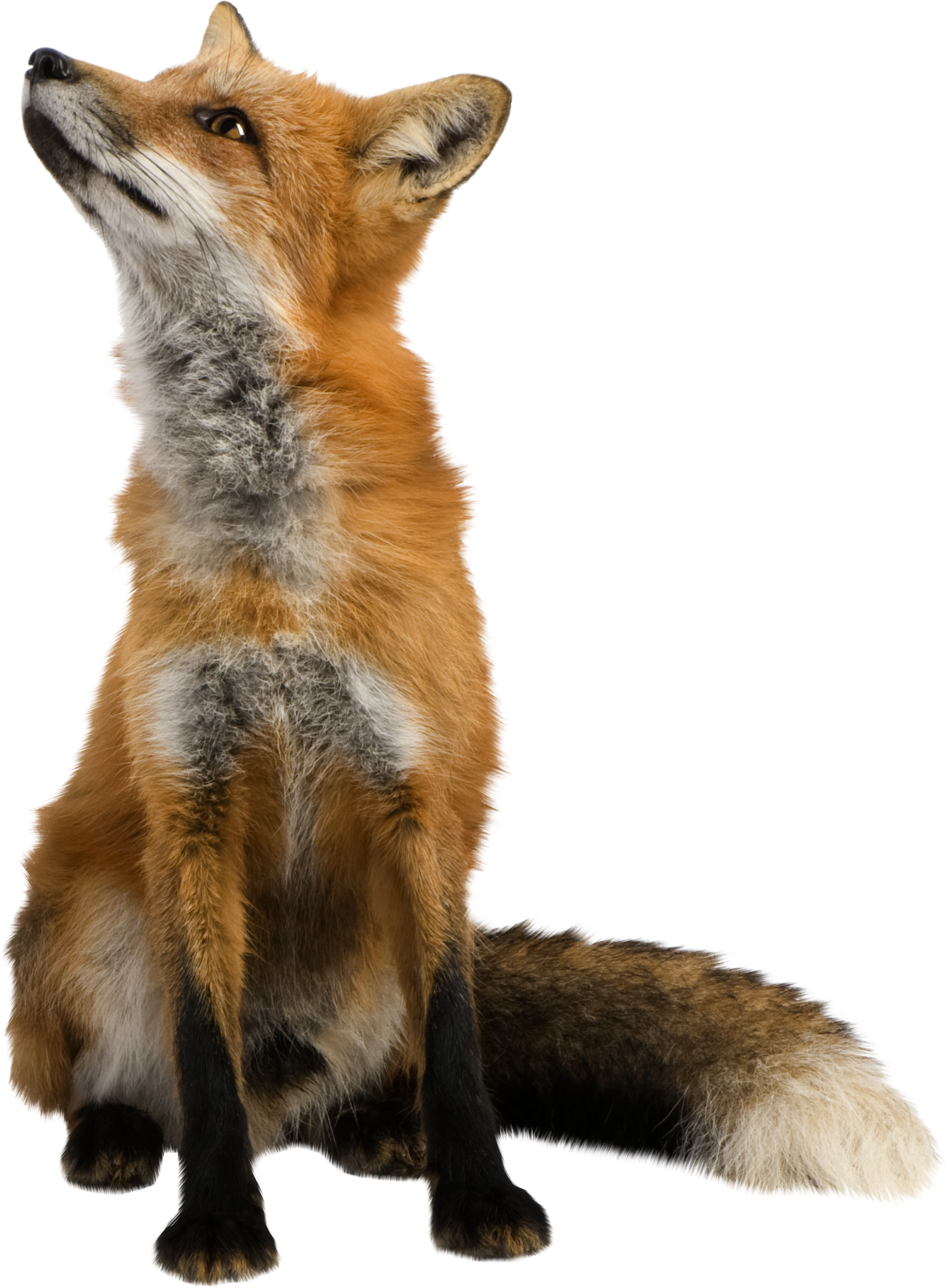 Detail Transparent Fox Nomer 13